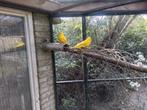 kakarikies, Dieren en Toebehoren, Meerdere dieren, Parkiet