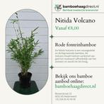 Fargesia Nitida Volcano | Compacte Niet-Woekerende Bamboe, Ophalen of Verzenden, Bloeit niet, Overige soorten, Halfschaduw