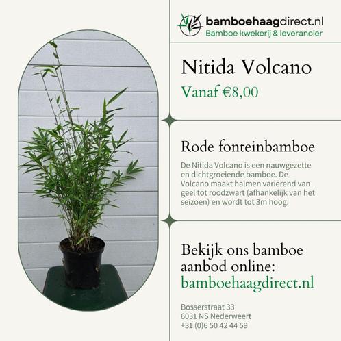 Fargesia Nitida Volcano | Compacte Niet-Woekerende Bamboe, Tuin en Terras, Planten | Tuinplanten, Overige soorten, Halfschaduw