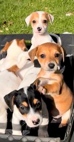 Jack Russel pups, Dieren en Toebehoren, Honden | Jack Russells en Terriërs, CDV (hondenziekte), België, Fokker | Hobbymatig, Jack Russell Terriër