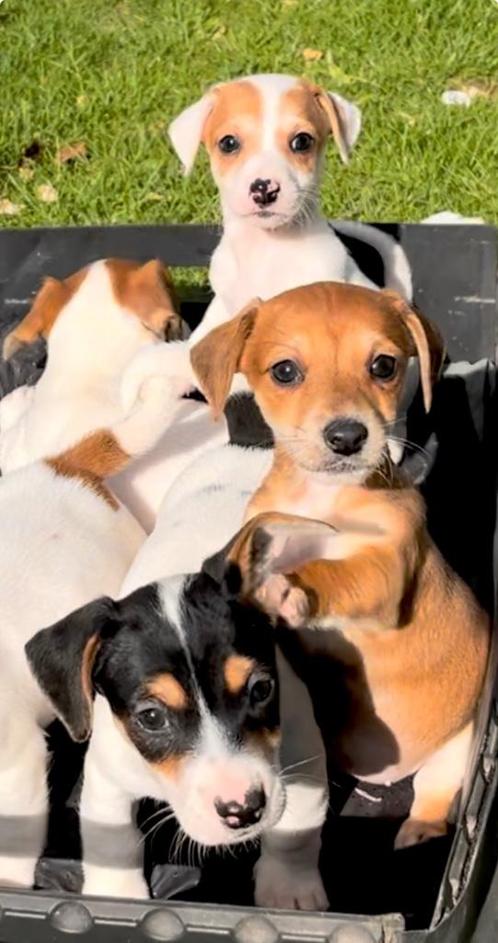 Jack Russel pups, Dieren en Toebehoren, Honden | Jack Russells en Terriërs, Meerdere dieren, Jack Russell Terriër, Fokker | Hobbymatig