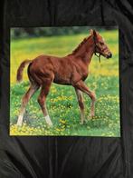 Veulentje canvas, Ophalen of Verzenden, Schilderij, 75 cm of meer