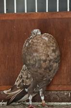 Schilderij, Dieren en Toebehoren, Vogels | Duiven, Vrouwelijk, Kropper