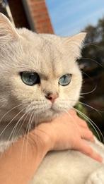 Britse korthaar kat DEKKATER, 3 tot 5 jaar