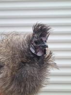 Grijze Zijdehoen haan, Dieren en Toebehoren, Pluimvee, Mannelijk, Kip