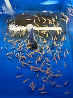 Albino graskarper 7-10 cm nu slechts 2 euro per stuk., Dieren en Toebehoren, Vissen | Vijvervissen, Karper of Koi