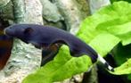 Black Ghost mesvis groot, Dieren en Toebehoren, Vissen | Aquariumvissen, Vis, Zoetwatervis