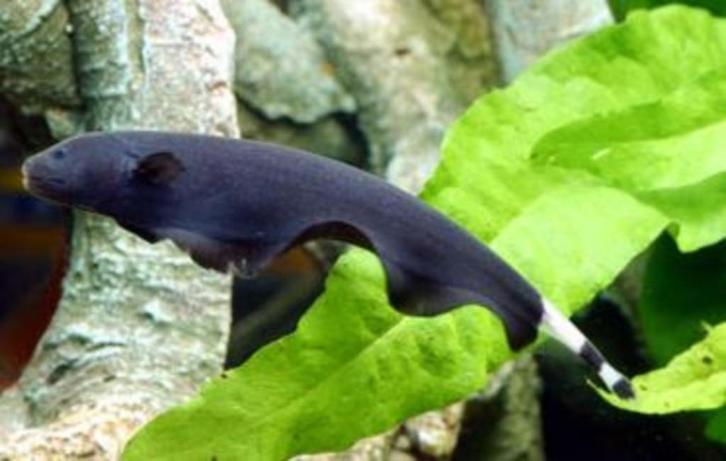Black Ghost mesvis groot, Dieren en Toebehoren, Vissen | Aquariumvissen, Zoetwatervis, Vis