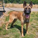 Mechelse herder teef, Dieren en Toebehoren, CDV (hondenziekte), 1 tot 2 jaar, Teef, Eén hond