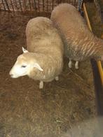 2 ooi lammeren van mei 2025, Dieren en Toebehoren, Schapen, Geiten en Varkens, Vrouwelijk, Schaap, 0 tot 2 jaar
