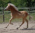 Haflinger Hengst veulen (Maceo x Nassau) (met filmpjes link), Dieren en Toebehoren, Paarden, Minder dan 160 cm, 0 tot 2 jaar, Hengst