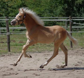 Haflinger Hengst veulen (Maceo x Nassau) (met filmpjes link) beschikbaar voor biedingen