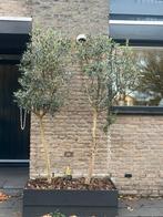 2 olijfbomen, 2 meter hoog, Bloeit niet, 100 tot 250 cm, Olijfboom, Ophalen