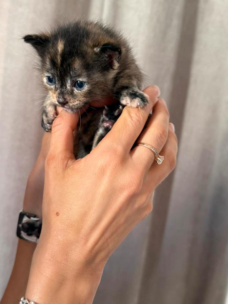 Cute kittens are looking for a caring house, Dieren en Toebehoren, Katten en Kittens | Overige Katten