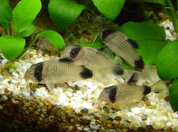 Corydoras panda beschikbaar voor biedingen
