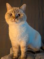 Britse korthaar kater - colourpoint, Kater, Gechipt