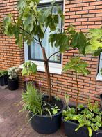 Vijgenboom Verdino 3 jaar oud 1,7/1,8 meter, Ophalen, Volle zon, In pot, Vijgenboom