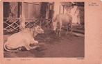 Nederlands Indië Midden Java - Ossen op stal, Ophalen of Verzenden, Voor 1920, Ongelopen, Buiten Europa
