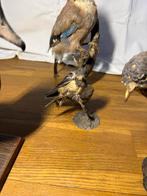 Verzameling Opgezette Vogels, Ophalen, Zo goed als nieuw, Vogel, Opgezet dier
