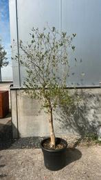 Olijfboom in pot, Bloeit niet, 100 tot 250 cm, Olijfboom, Ophalen