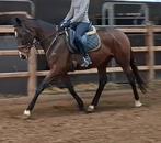 Topbraaf 6 jr recreatie-manege paard 1,64mtr, Ruin, 3 tot 6 jaar, 160 tot 165 cm, Recreatiepaard
