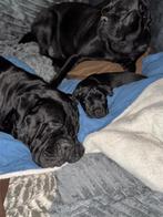 Cane Corso puppy’s, CDV (hondenziekte), Overige rassen, 8 tot 15 weken, Meerdere