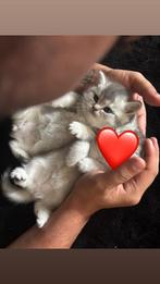 Britste korthaar kittens, Dieren en Toebehoren, Katten en Kittens | Raskatten | Langhaar, Meerdere dieren, Gechipt, 0 tot 2 jaar
