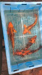 15 koi en voer, Dieren en Toebehoren, Vissen | Vijvervissen, Karper of Koi