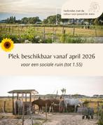 Paddock paradise Zwanenburg (NH) heeft plek v.a 2026, Dieren en Toebehoren, Weidegang, 1 paard of pony