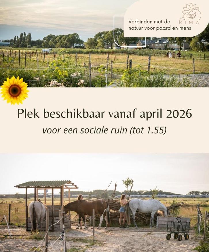 Paddock paradise Zwanenburg (NH) heeft plek v.a 2026, Dieren en Toebehoren, Stalling en Weidegang, Stalling, Weidegang, 1 paard of pony