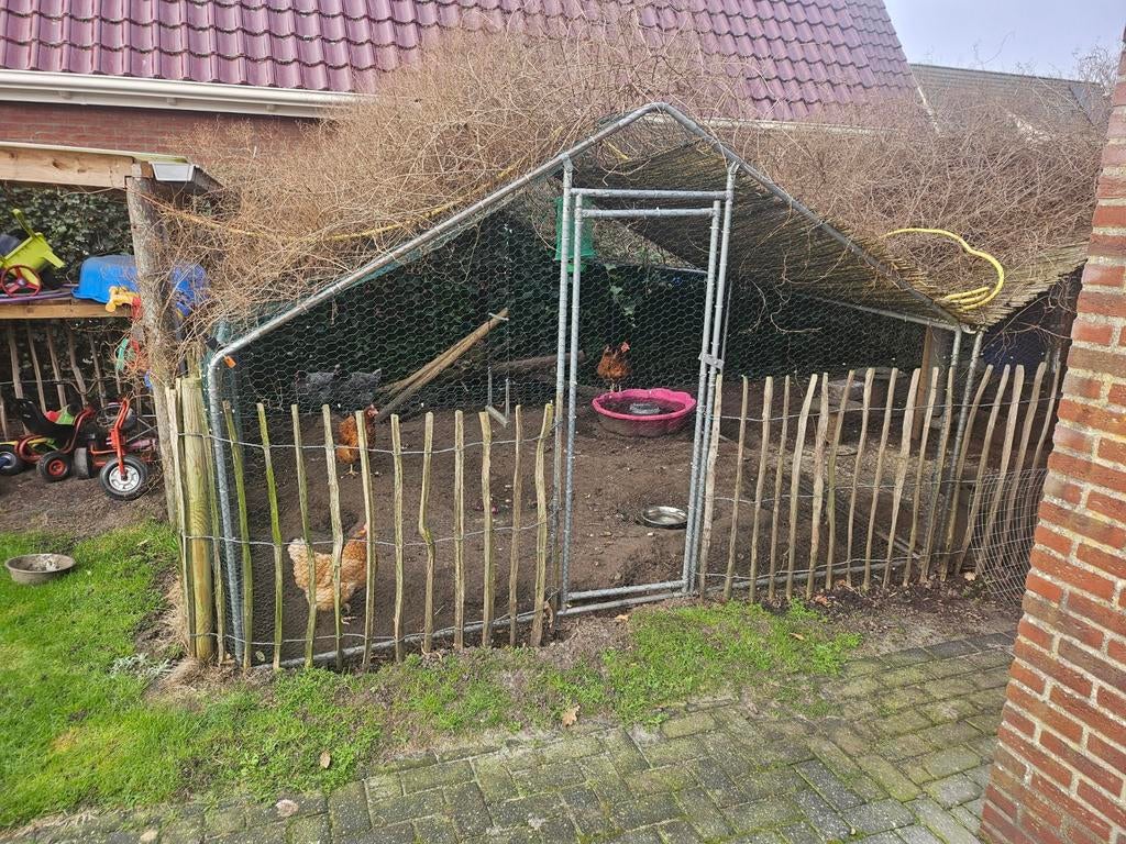 8 hennen, kippenren, Dieren en Toebehoren, Ophalen, Kippenhok of Kippenren