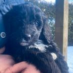 Prachtig reutje🩵labradoodle x Berner Sennenx Friese Stabij, 8 tot 15 weken, Teef, Eén hond, Middel