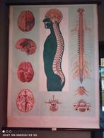 Oude school plaat, Antiek en Kunst, Ophalen of Verzenden