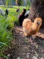 Broedeieren USA Zijdehoen, Dieren en Toebehoren, Pluimvee, Geslacht onbekend, Kip