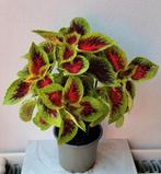 Siernetel, Coleus., Ophalen, Overige soorten, Minder dan 100 cm