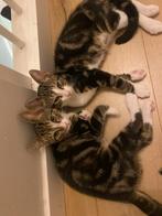 Katten, Dieren en Toebehoren, Katten en Kittens | Dekkaters, 0 tot 2 jaar