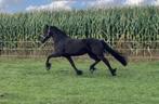 Prachtige Friese merrie!!, Dieren en Toebehoren, Paarden, Merrie, Gechipt, 3 tot 6 jaar, 160 tot 165 cm
