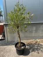 Olijfboom 170 cm, Ophalen, Volle zon, Olijfboom, 100 tot 250 cm