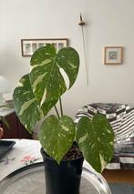 Monstera Thai Constellation, gezond, 51 cm incl pot, Ophalen, Halfschaduw, Minder dan 100 cm