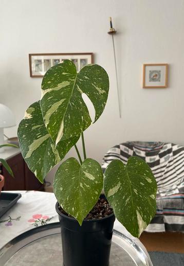 Monstera Thai Constellation, gezond, 51 cm incl pot beschikbaar voor biedingen