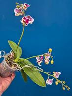 Orchidee Phalaenopsis Kleinbloemig Special (3), Ophalen of Verzenden, Halfschaduw, Minder dan 100 cm