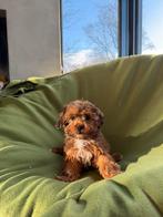 Maltipoo (Maltezer x Poedel) pups, Poedel, Nederland, CDV (hondenziekte), 8 tot 15 weken