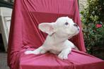Franse Buldog pup met stamboom - klaar om te verhuizen, Dieren en Toebehoren, Honden | Bulldogs, Pinschers en Molossers, 8 tot 15 weken