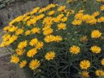 Te koop diverse vaste planten grote pollen, Tuin en Terras, Planten | Tuinplanten, Ophalen, Vaste plant, Overige soorten, Volle zon