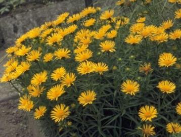 Te koop diverse vaste planten grote pollen beschikbaar voor biedingen