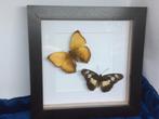 vlinders Cymothoe en Heliconiius, Ophalen of Verzenden, Nieuw, Overige soorten, Opgezet dier