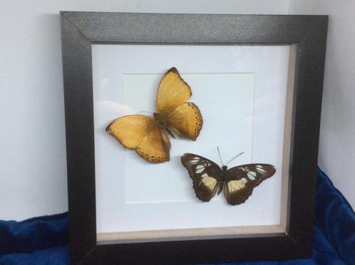 vlinders Cymothoe en Heliconiius, Verzamelen, Dierenverzamelingen, Nieuw, Opgezet dier, Overige soorten, Ophalen of Verzenden