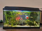 Prachtig compleet aquarium, Dieren en Toebehoren, Vissen | Aquaria en Toebehoren, Ophalen, Zo goed als nieuw, Gevuld zoetwateraquarium