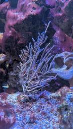 Gorgoon op stukje steen, Overige typen