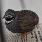 Chinese dwergkwartel natuurbroed, Dieren en Toebehoren, Pluimvee, Mannelijk, Overige soorten